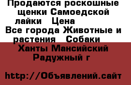 Продаются роскошные щенки Самоедской лайки › Цена ­ 40 000 - Все города Животные и растения » Собаки   . Ханты-Мансийский,Радужный г.